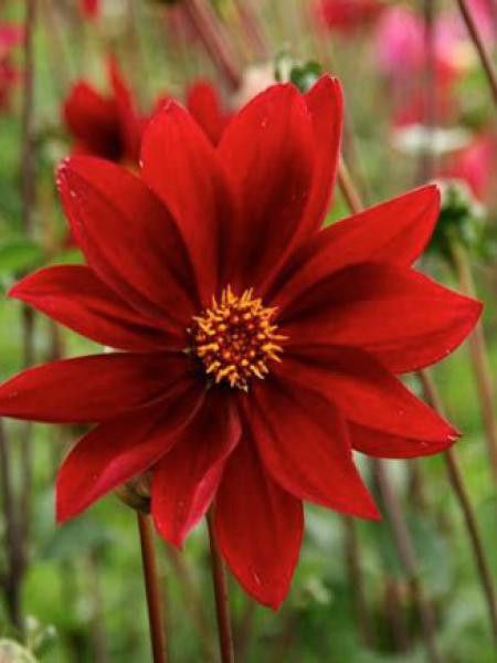Dahlia Gpe fleurs simples 'Exotique'