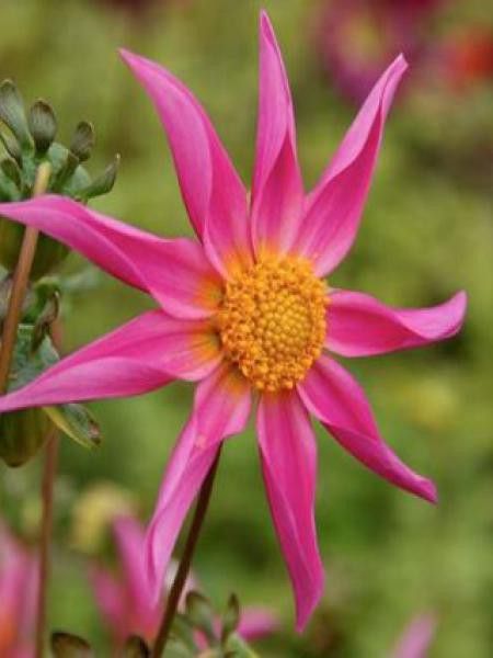 Dahlia Gpe fleurs simples 'Mon Ange'