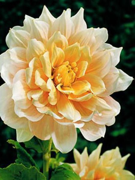 Dahlia Gpe Géant décoratif 'Break Out'