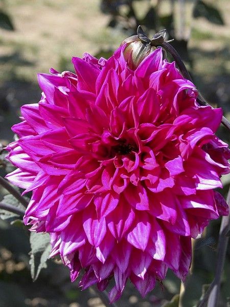 Dahlia Gpe Géant décoratif 'Engelhards Matador'
