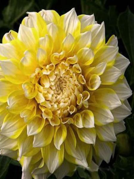Dahlia Gpe Géant décoratif 'Grand Prix'