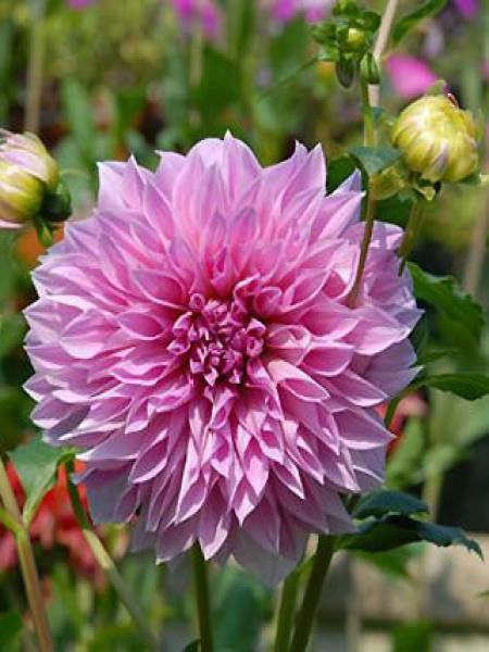 Dahlia Gpe Géant décoratif 'Lavender Perfection'