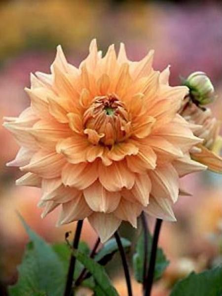 Dahlia Gpe Géant décoratif 'Philip Campos'