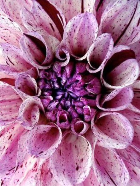 Dahlia Gpe Géant décoratif 'Purple Explosion'