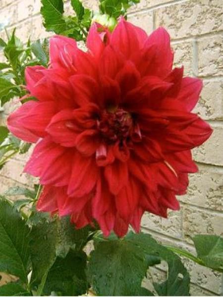 Dahlia Gpe Géant décoratif 'Red Giant'