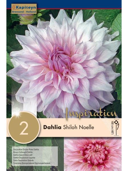 Dahlia Gpe Géant décoratif 'Shiloh Noelle'