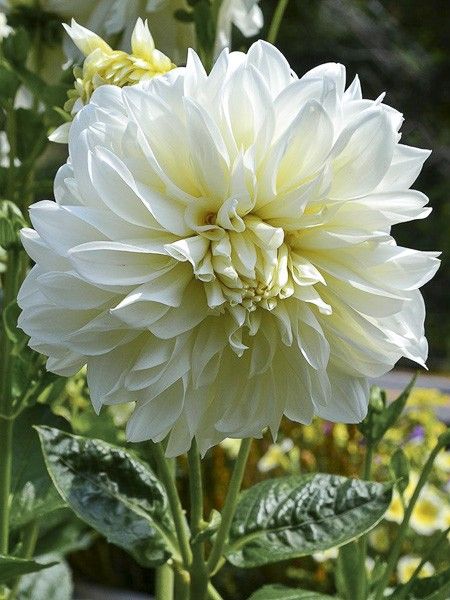 Dahlia décoratif 'White Perfection'
