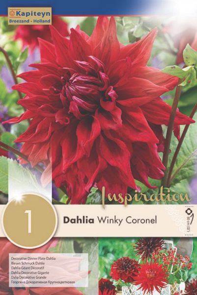 Dahlia Gpe Géant décoratif 'Winky Coronel'