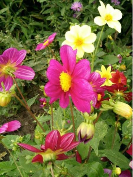 Dahlia gpe nain simple 'Mignon en mélange