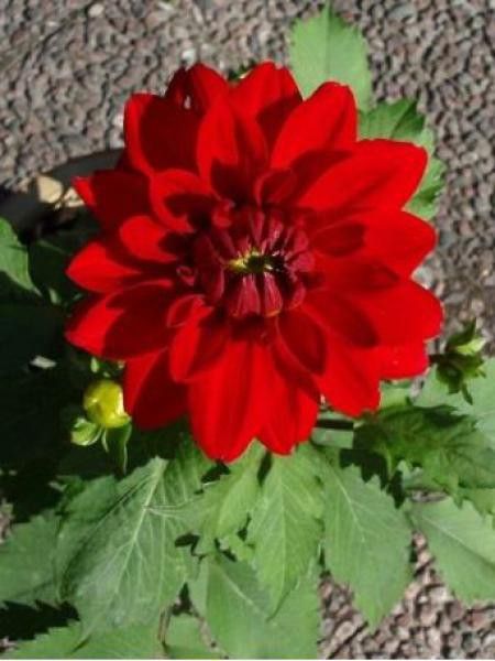 Dahlia Gpe Nains alvéolés 'Arnhem'