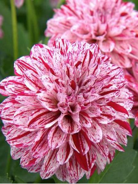 Dahlia Gpe Nains alvéolés 'Final Star'