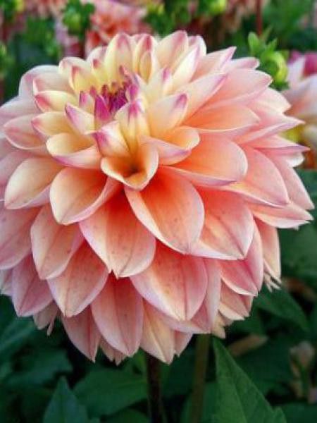 Dahlia Gpe Nains alvéolés 'Princesse Elisabeth'