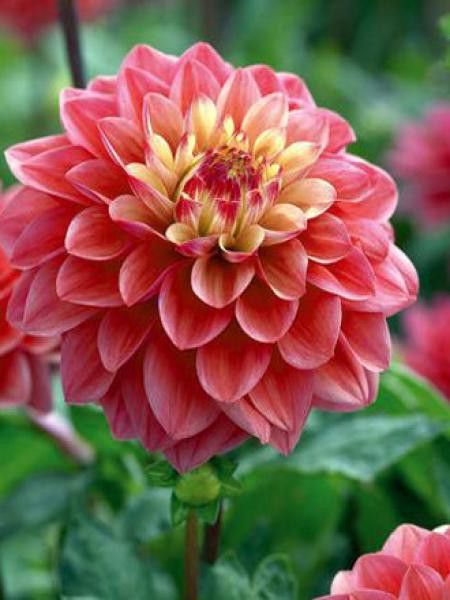 Dahlia Gpe Nains alvéolés 'Princesse Gracia'