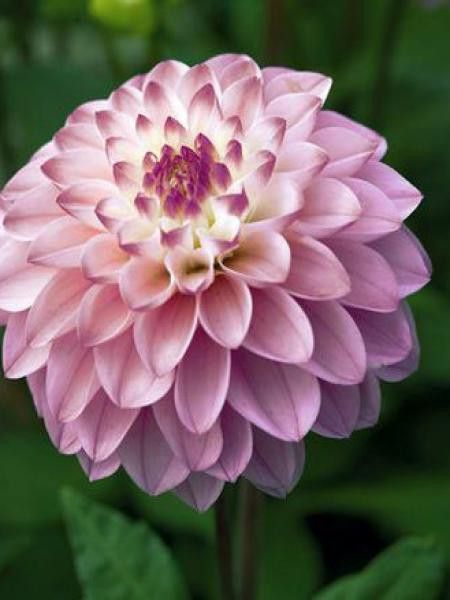 Dahlia Gpe Nains alvéolés 'Princesse Laetitia'