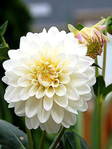 Dahlia Gpe Nains alvéolés 'Wittem'