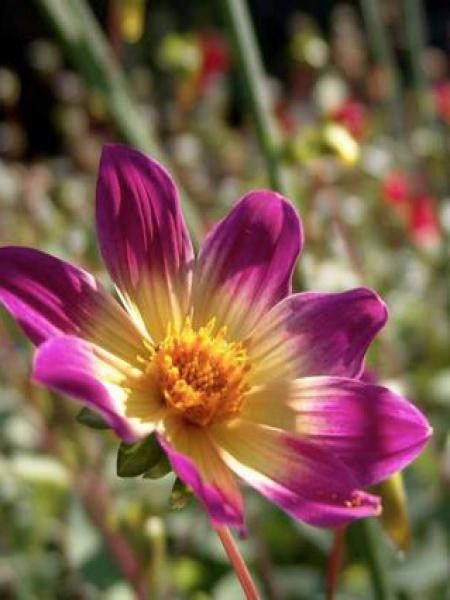 Dahlia Gpe Nains simples 'Bright Eyes'
