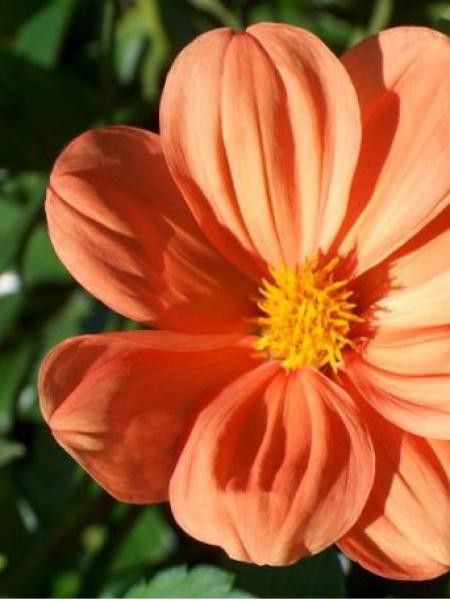 Dahlia Gpe Nains simples 'Hemerick'