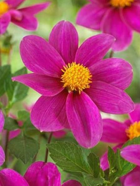 Dahlia Gpe Nains simples 'Mies'