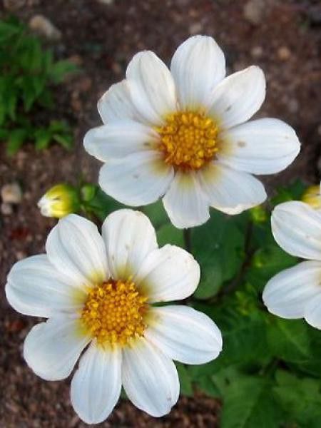 Dahlia Gpe Nains simples 'Sneezy'