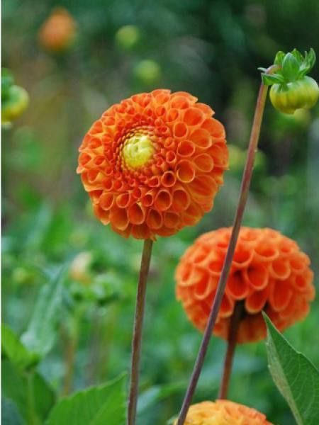 Dahlia gpe pompom 'Bantling'