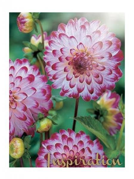 Dahlia gpe pompom 'Littke Robert'