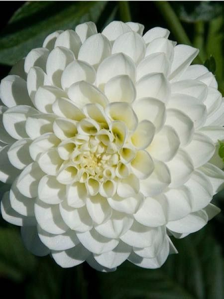 Dahlia gpe pompom 'White Aster'