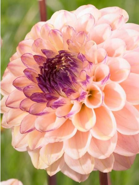Dahlia gpe pompom ''Wine Eyed Jill''