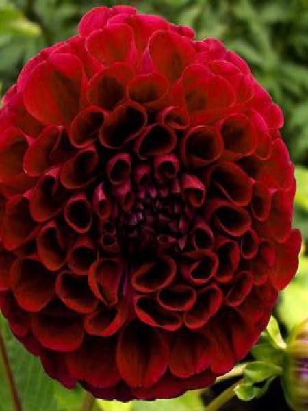 Dahlia Gpe Pompon 'Downham Royal'