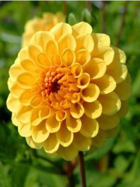 Dahlia Gpe Pompon 'Golden Sceptre'