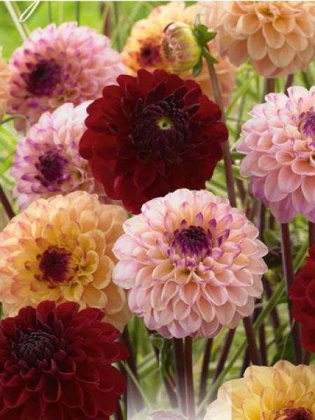 Dahlia Gpe Pompon 'Jill' en mélange