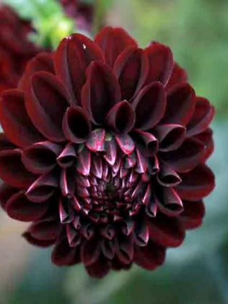 Dahlia Gpe Pompon 'La Recoleta'