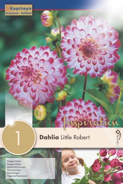 Dahlia Gpe Pompon 'Little Robert'