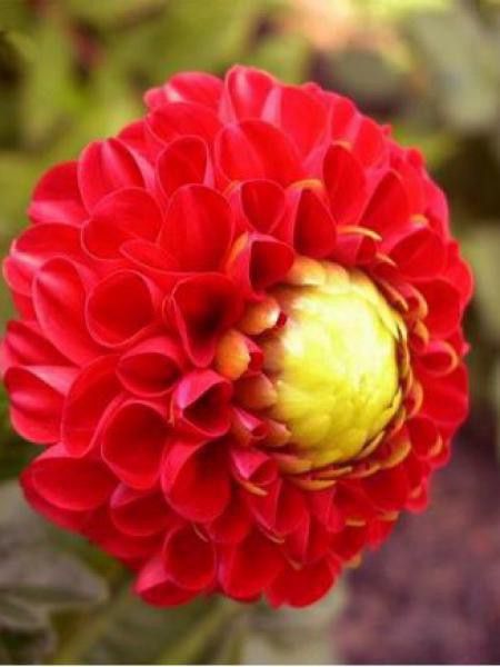 Dahlia Gpe Pompon 'Nescio'