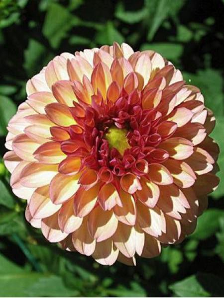 Dahlia Gpe Pompon 'Palmares'