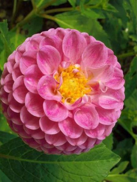 Dahlia Gpe Pompon 'Rose'