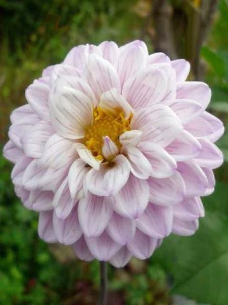 Dahlia Gpe Pompon 'Sunny Girl'