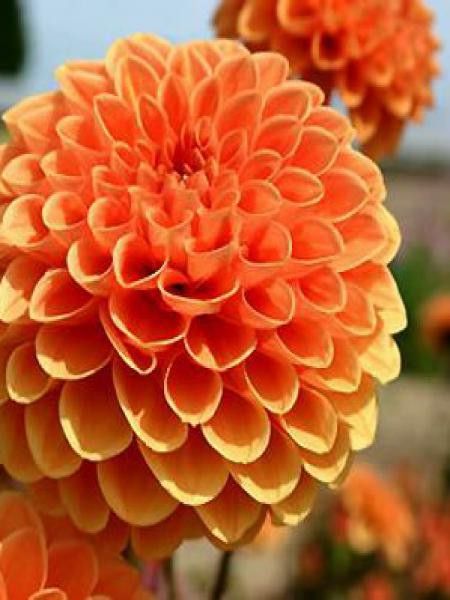 Dahlia Gpe Pompon 'Sylvia'
