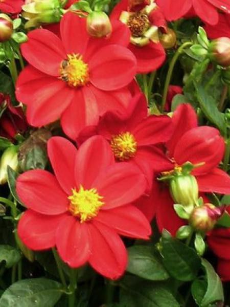 Dahlia Gpe Topmix 'Roodkapje'