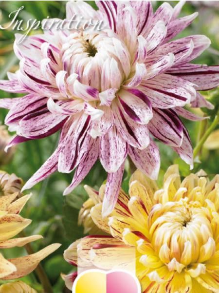 Dahlia  'Jaune et rose'