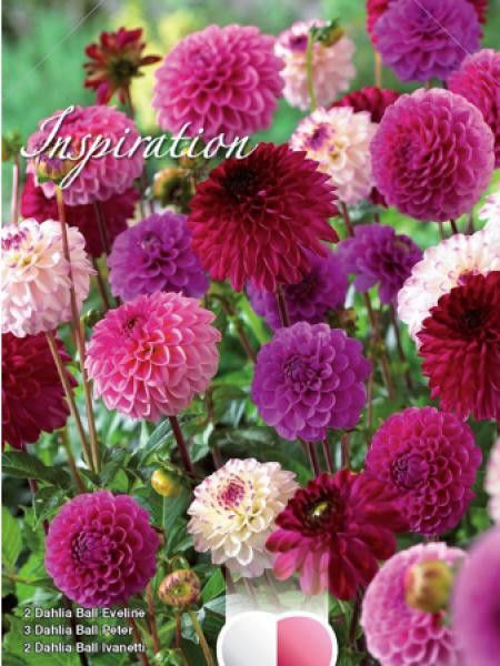 Dahlia  'Melange Nuances de Rose et Violet'