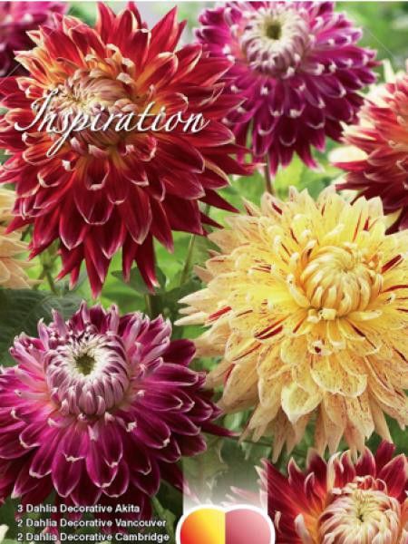 Dahlia  'Melange nuances de rouge et jaune'