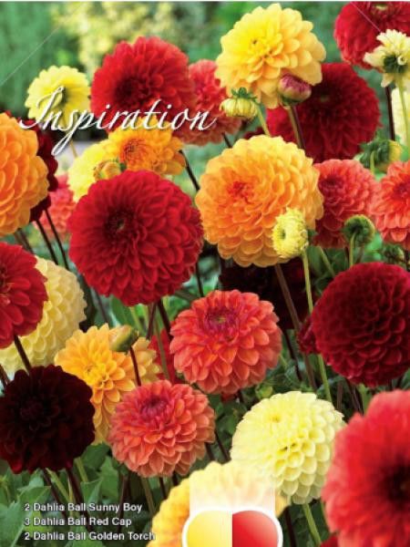 Dahlia  'Melange Nuances de rouge, orange e