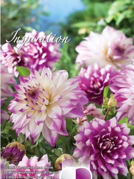 Dahlia  'Melange Violet, blanc et rose'