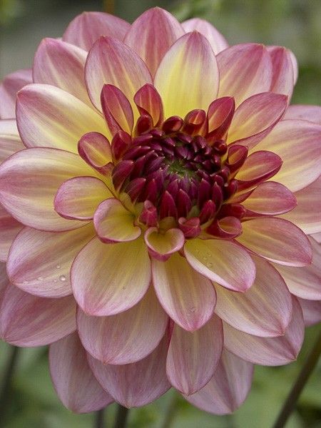 Dahlia nain double 'Zingaro'