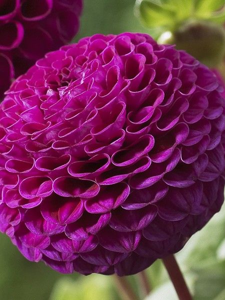 Dahlia pompon 'Rocco'
