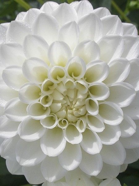 Dahlia pompon 'Snow Cap'