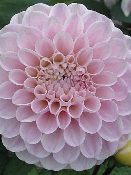 Dahlia pompon 'Wizard Of Oz'