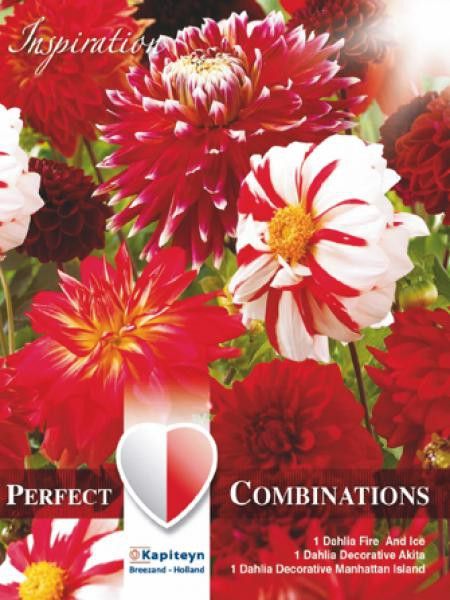 Dahlia  'Rouge et blanc'