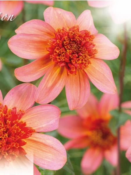 Dahlia  'Totally Tangerine'
