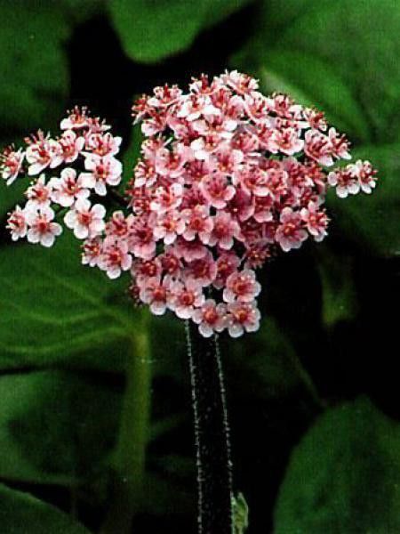 Darmera peltata 